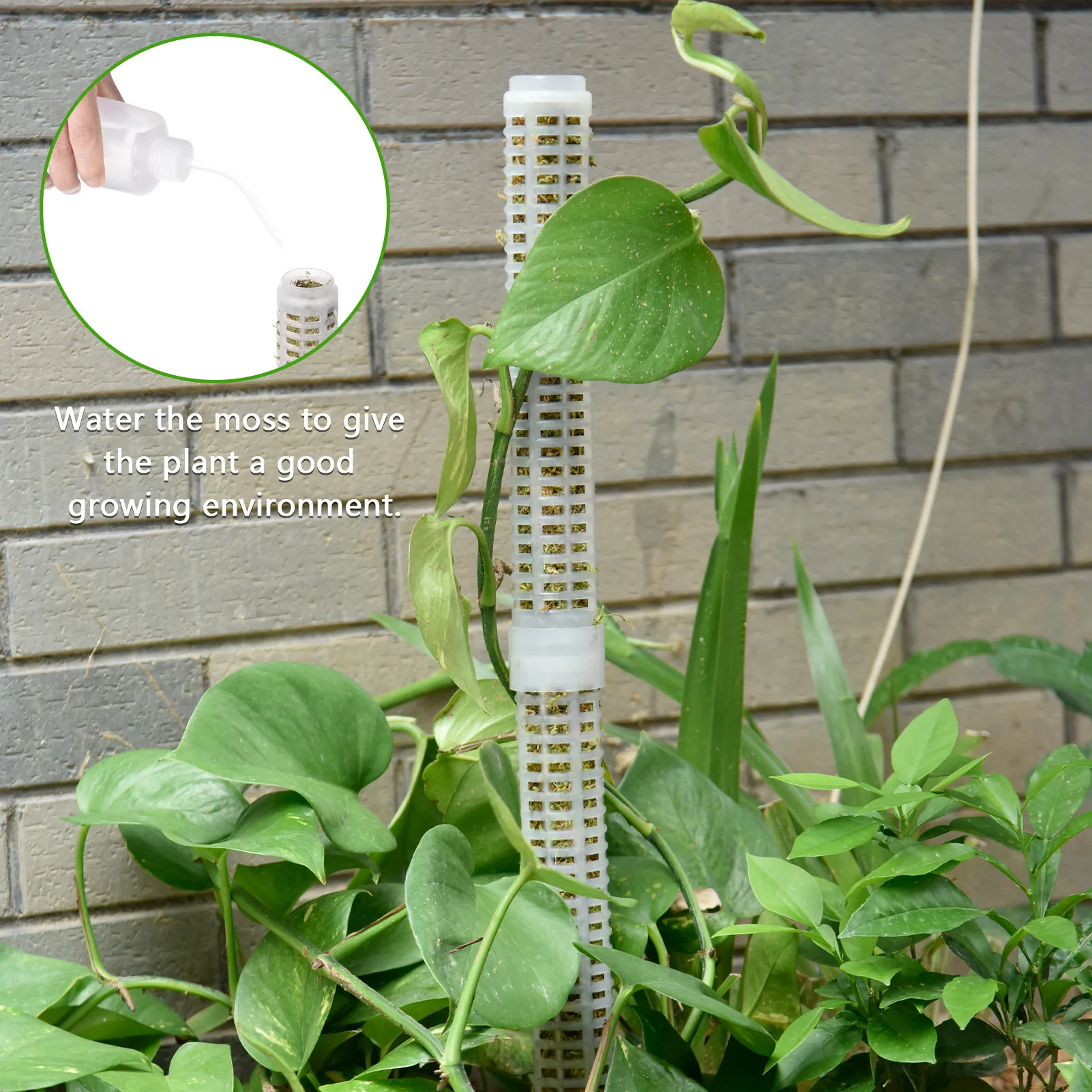 Моховой столб Растения Выращивание мохового столба Прочные столбы Аксессуары для растений Опорные палочки для внутреннего и наружного